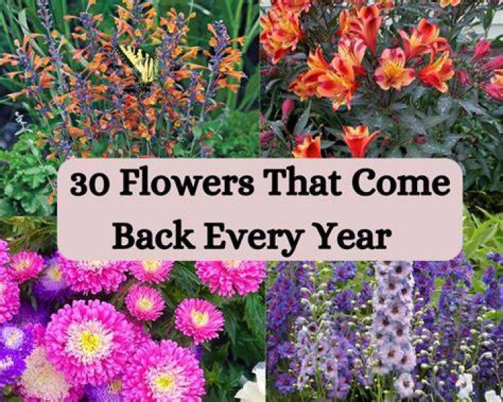 Do freesia come back every year?