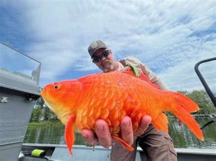 Do goldfish get bored in a bowl?