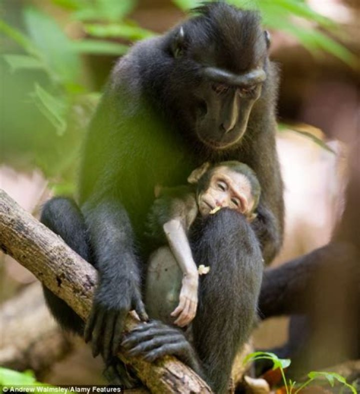 Do mother monkeys kill their babies?