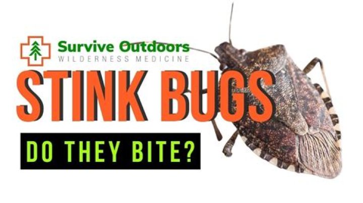 Do picnic bugs bite?