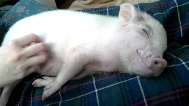 Do pigs like their bellies rubbed?