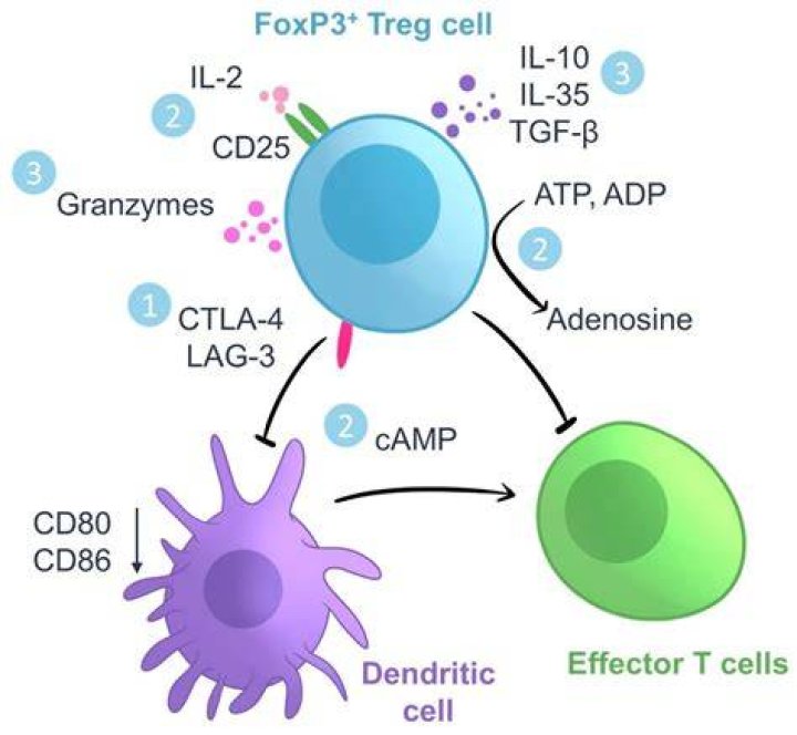 Do regulatory T cells express FOXP3?