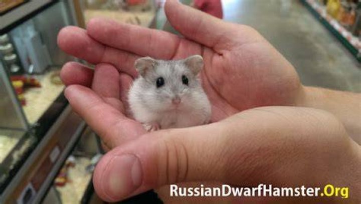 Do Russian dwarf hamster like to be held?