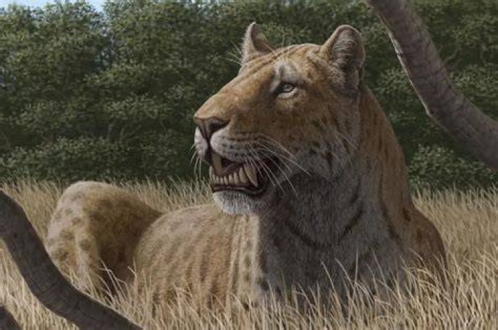 Do saber toothed tiger still exist?