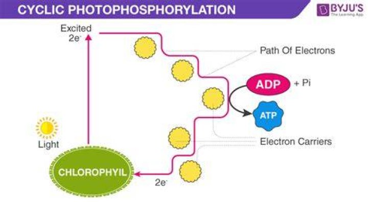 Does cyclic photophosphorylation use photosystem 1 or 2?