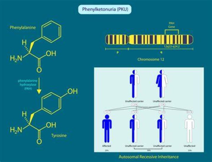 Does phenylketonuria run in the family?