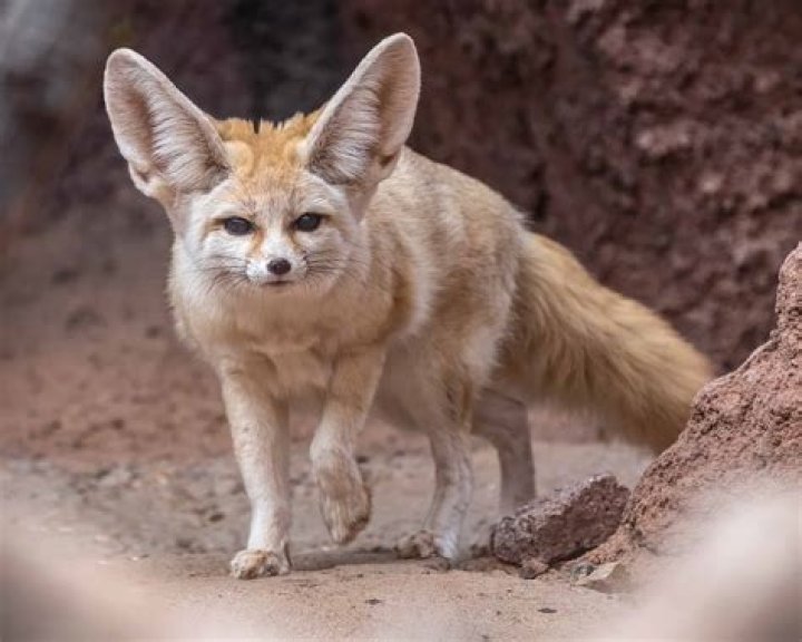 Does the Fennec Fox have any predators?