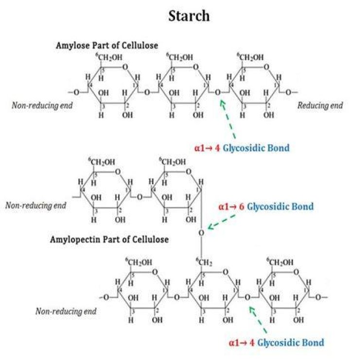Does yeast break down starch?