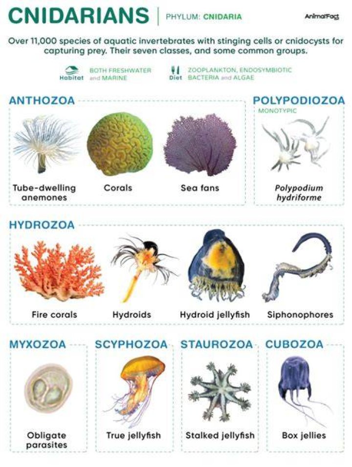 How are cnidarians classified?