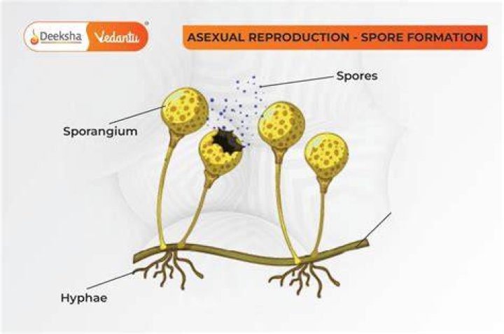How are zoospores formed?
