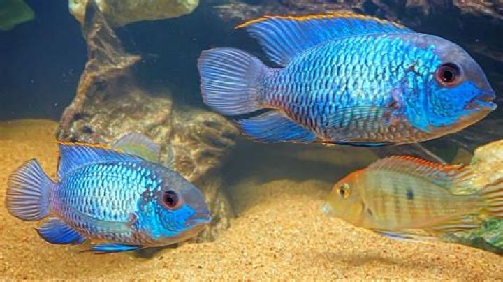 How big do blue regal cichlids get?