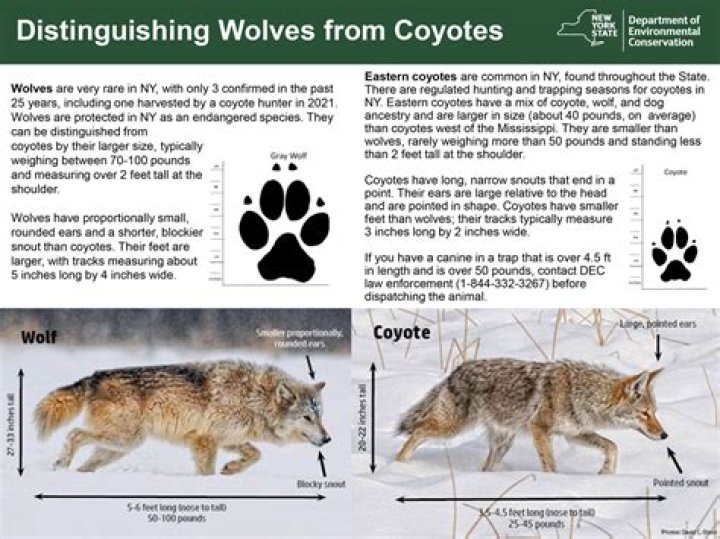 How big do Midwest Coyotes get?