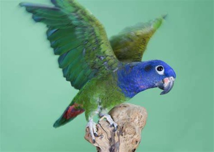 How big do Pionus get?