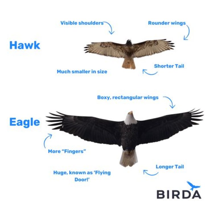 How big does an eagles wingspan get?