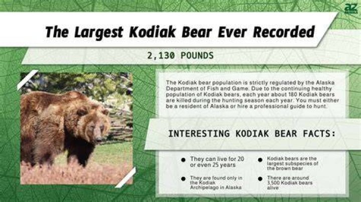 How big is the biggest Kodiak bear in the world?