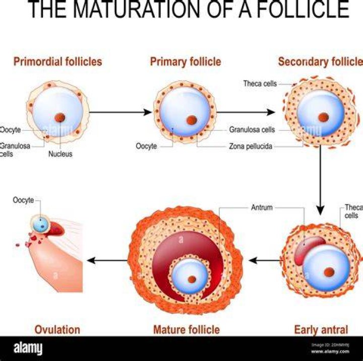 How big should follicles be after letrozole?