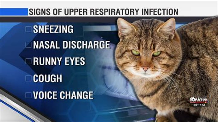 How can I treat my kittens upper respiratory infection at home?