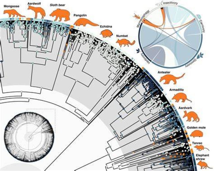 How did anteaters evolve?