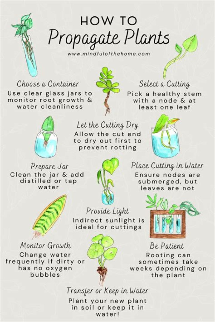 How do air layers propagate plants?