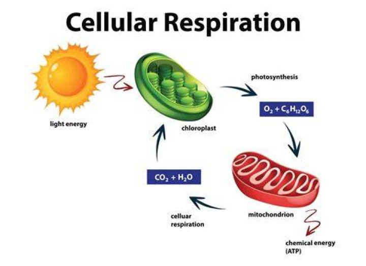 How do cells get energy from cellular respiration?