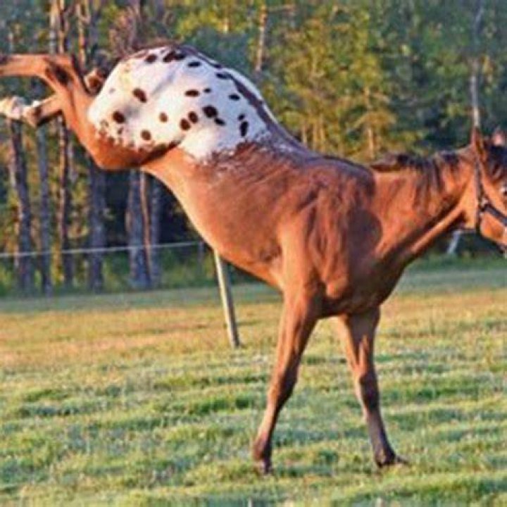 How do I get rid of an unwanted horse?