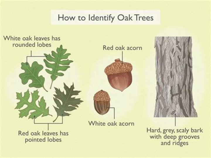 How do I identify an alder tree?