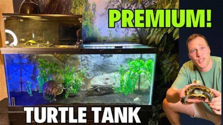 How do I keep green algae out of my turtle tank?