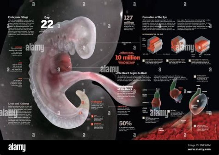 How do organs develop in a fetus?