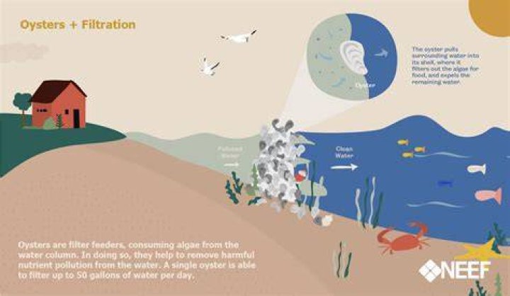 How do oysters help the environment?