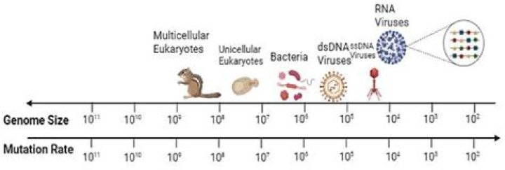 How do you calculate virus mutation rate?