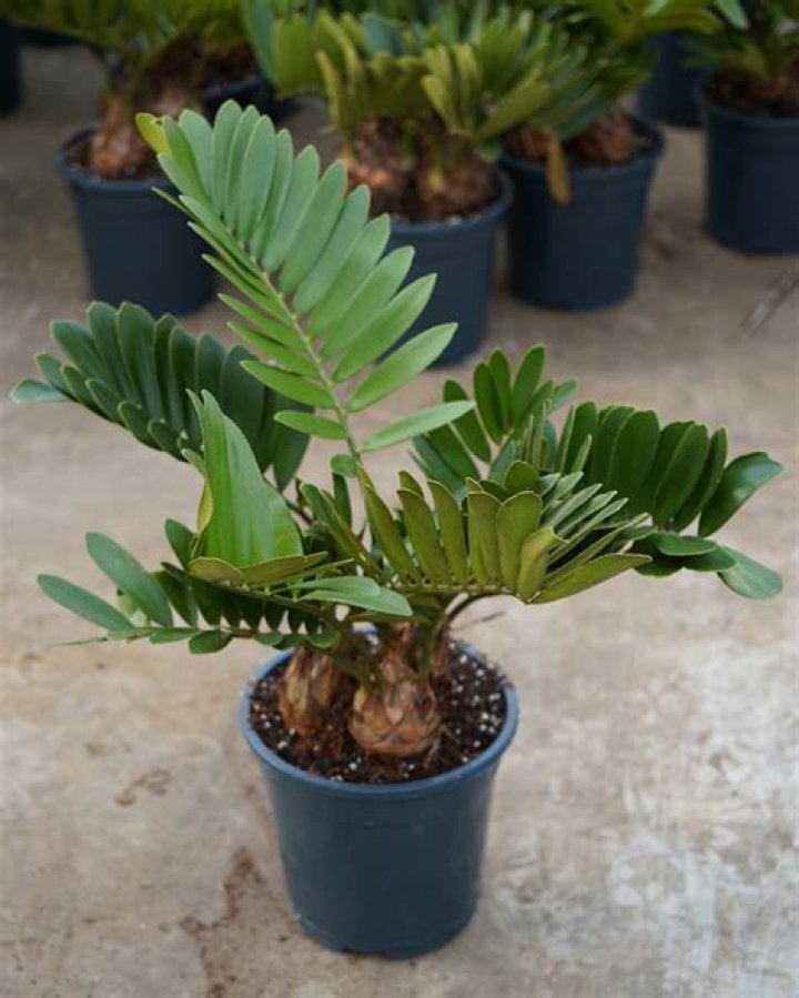How do you care for a Zamia plant?