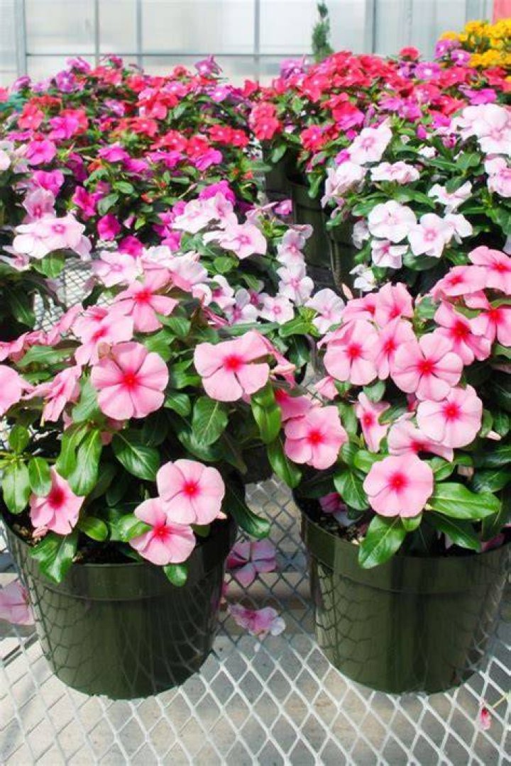 How do you care for potted vincas?