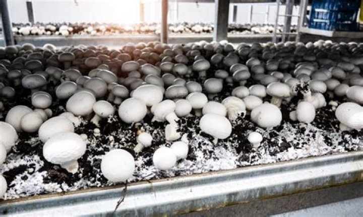 How do you cold pasteurize a mushroom substrate?