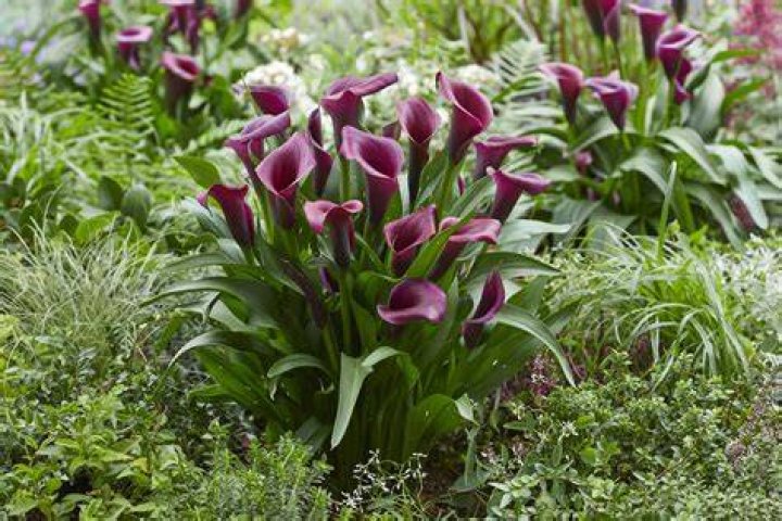 How do you cut a calla lily stem?
