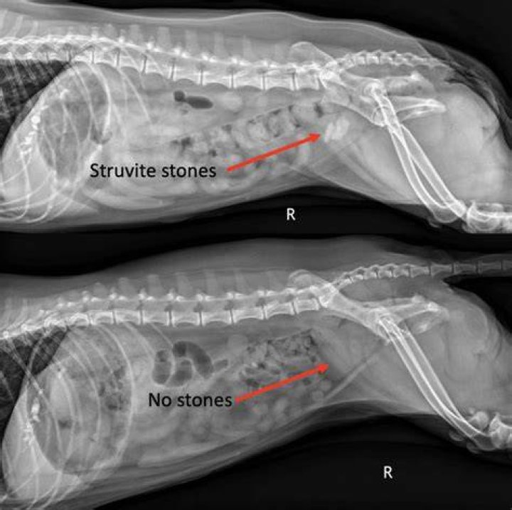 How do you get rid of oxalate crystals in dogs?