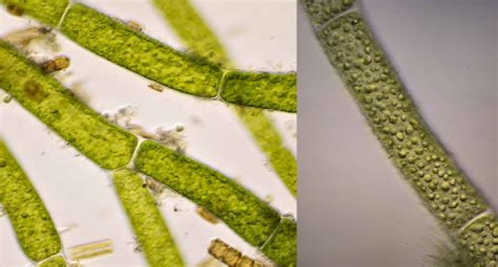 How do you identify Cladophora?