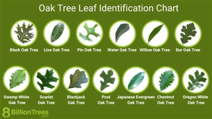 How do you identify shingles oak?