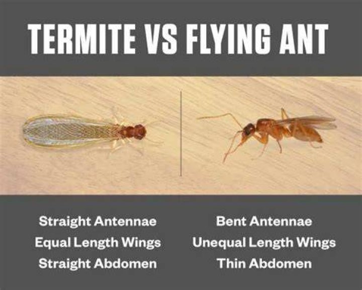 How do you identify winged termites?