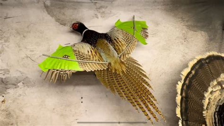 How do you keep pheasant moist?