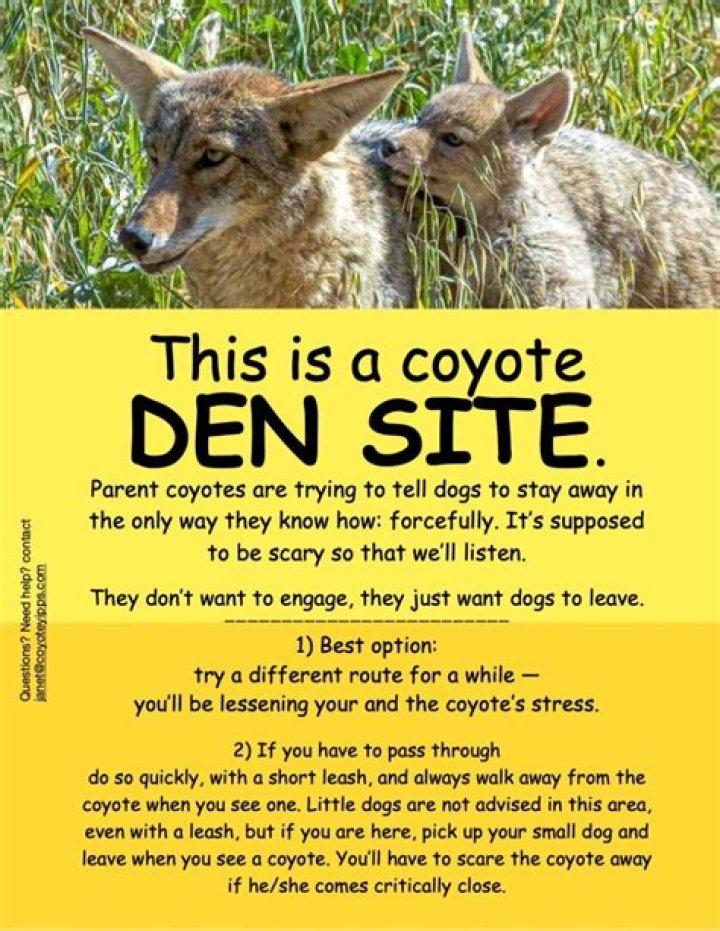 How do you know if you have a coyote den?