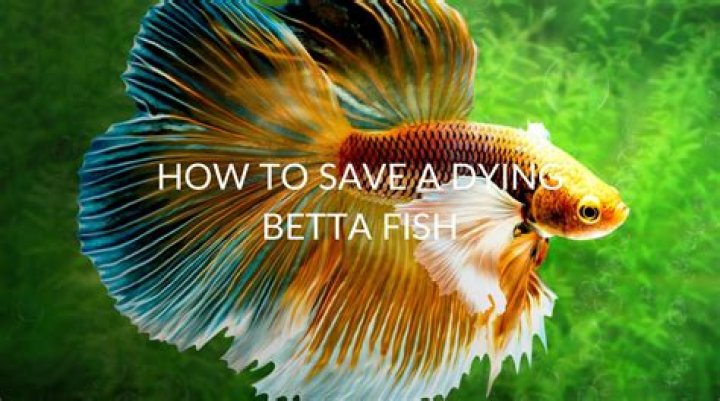 How do you know when a betta fish is dying?