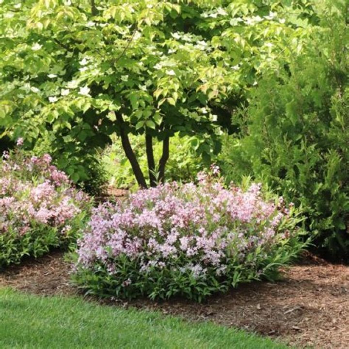 How do you look after deutzia?