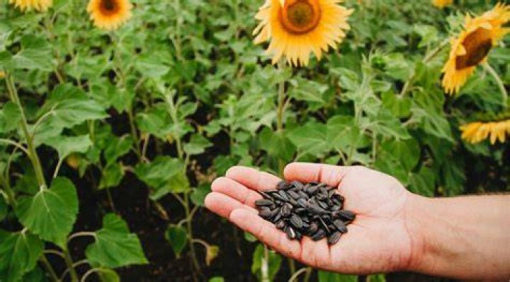 How do you plant Haritaki seeds?