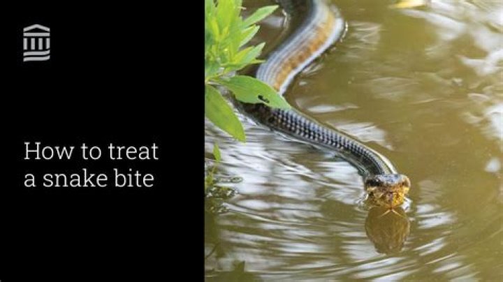How do you treat a snake bite in water?