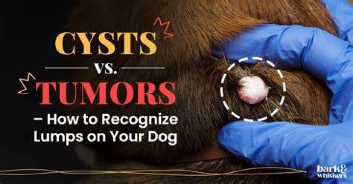How do you treat a weeping cyst on a dog?