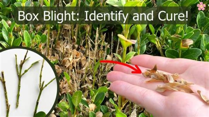 How do you treat blight bougainvillea?