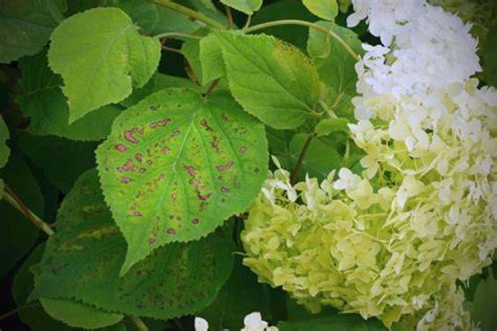 How do you treat leaf disease on hydrangeas?