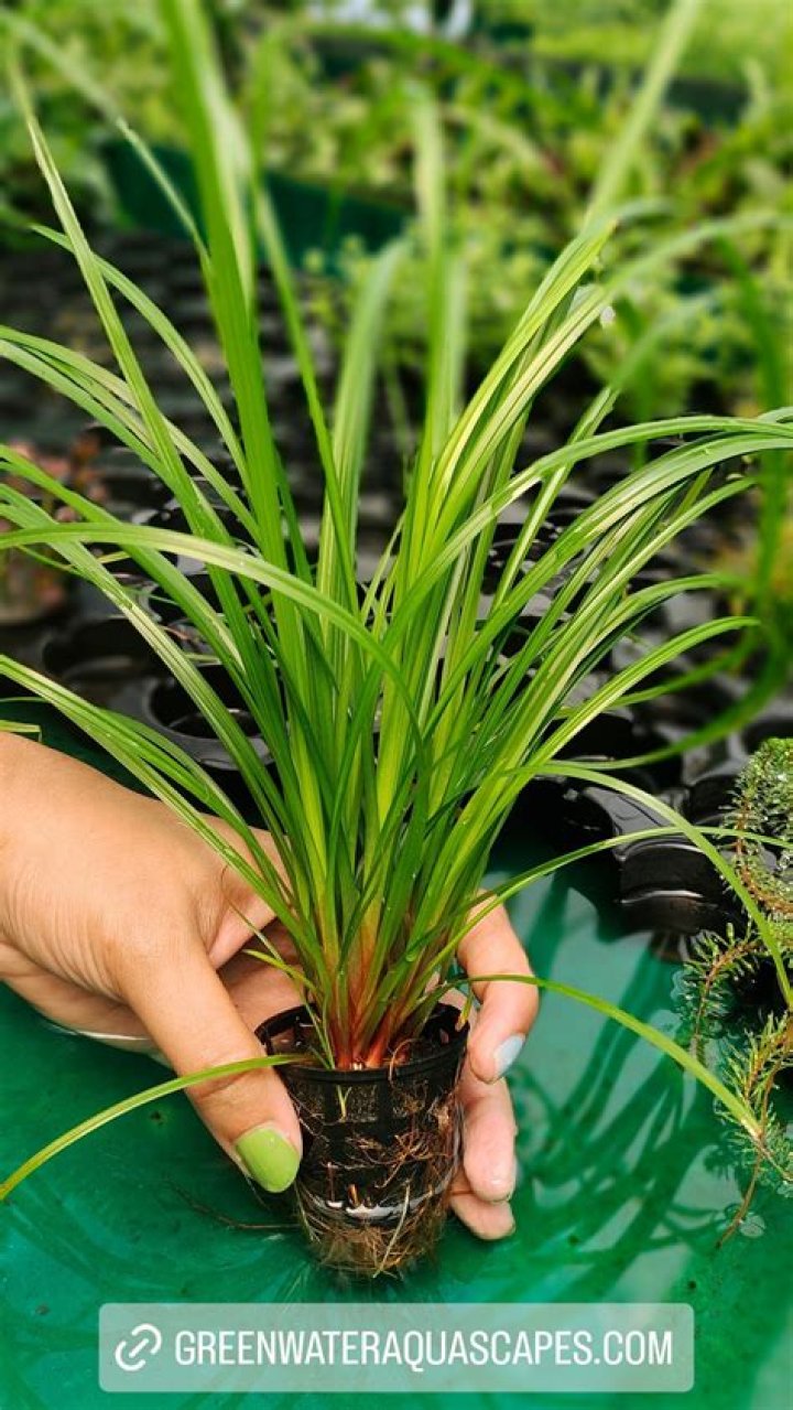 How do you trim Cyperus Helferi?