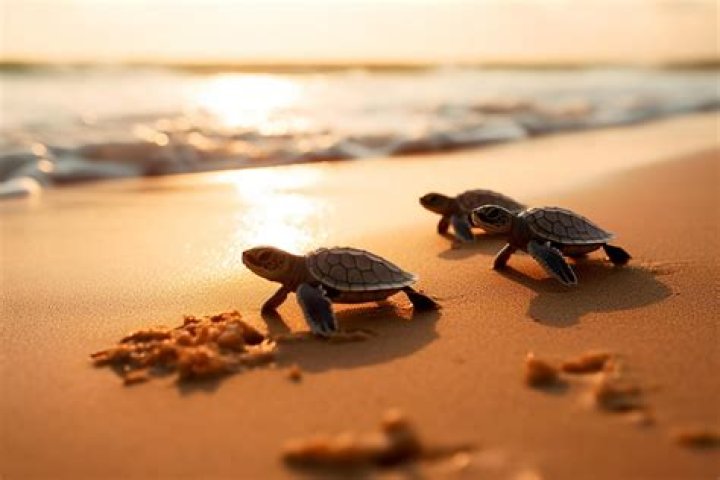 How do you use turtles in FTB?
