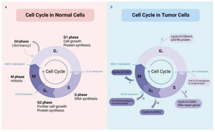 How does cancer relate to the cell cycle?
